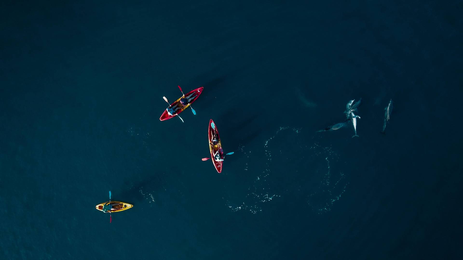 Kayaking Dolphins Large