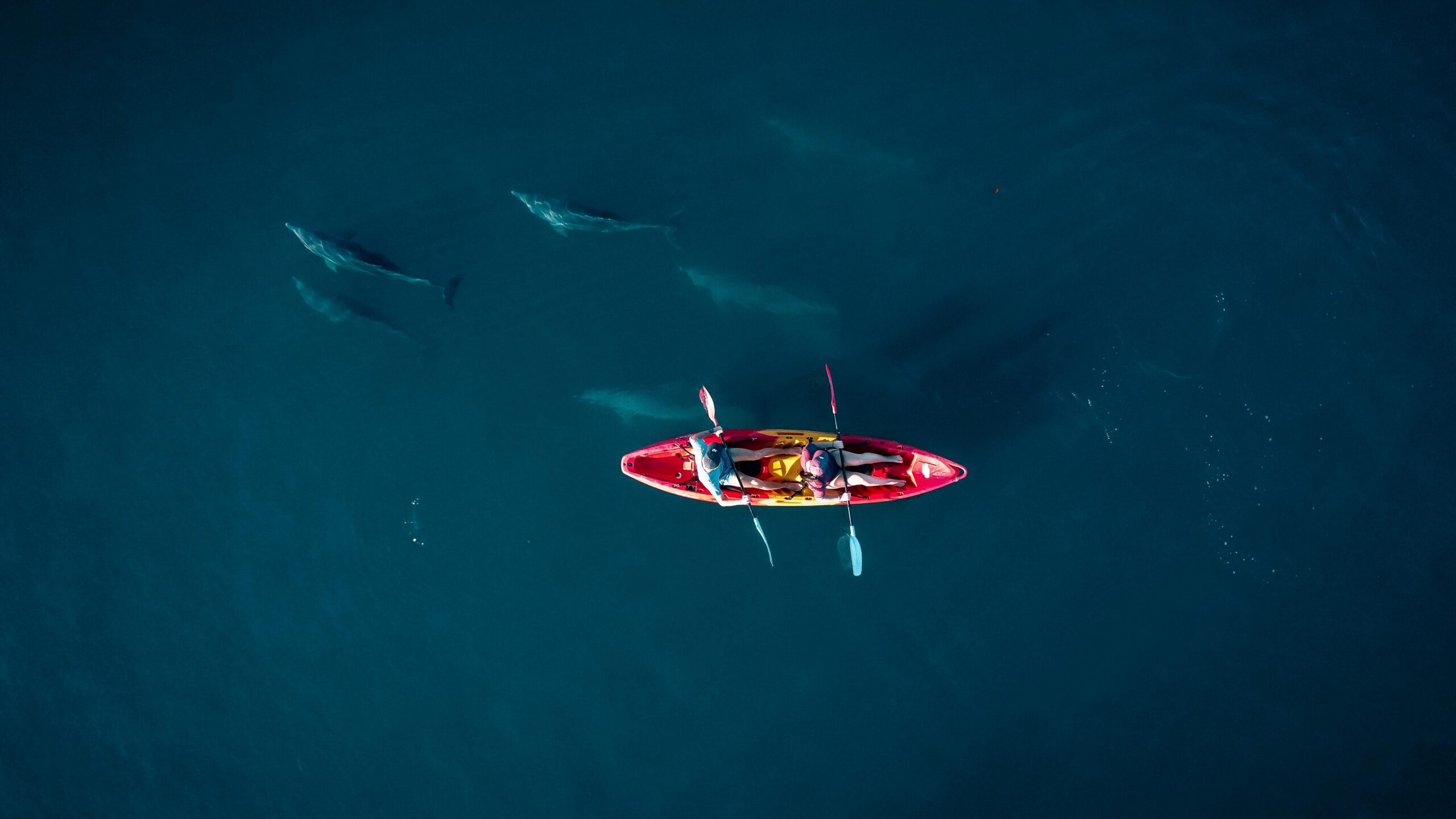 Kayak with Dolphins in the Tamarin Bay - Image 2