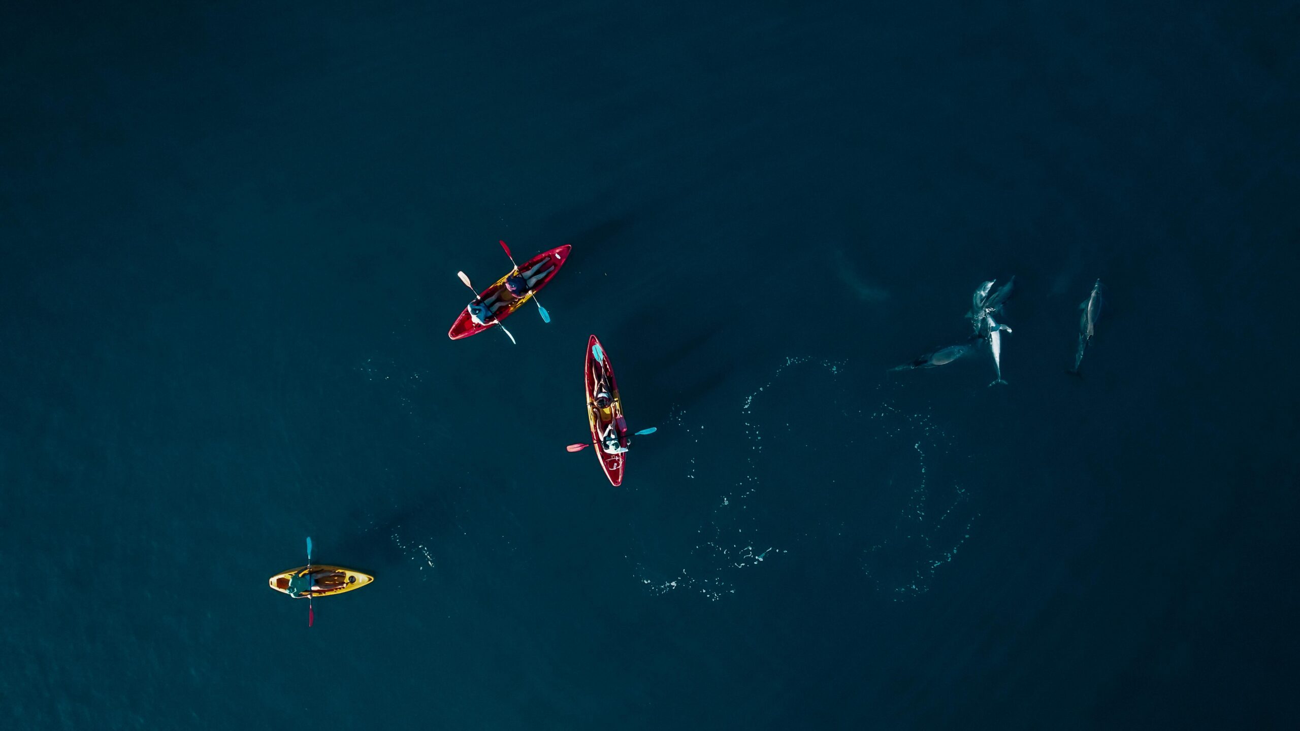 Kayak with Dolphins in the Tamarin Bay - Image 6