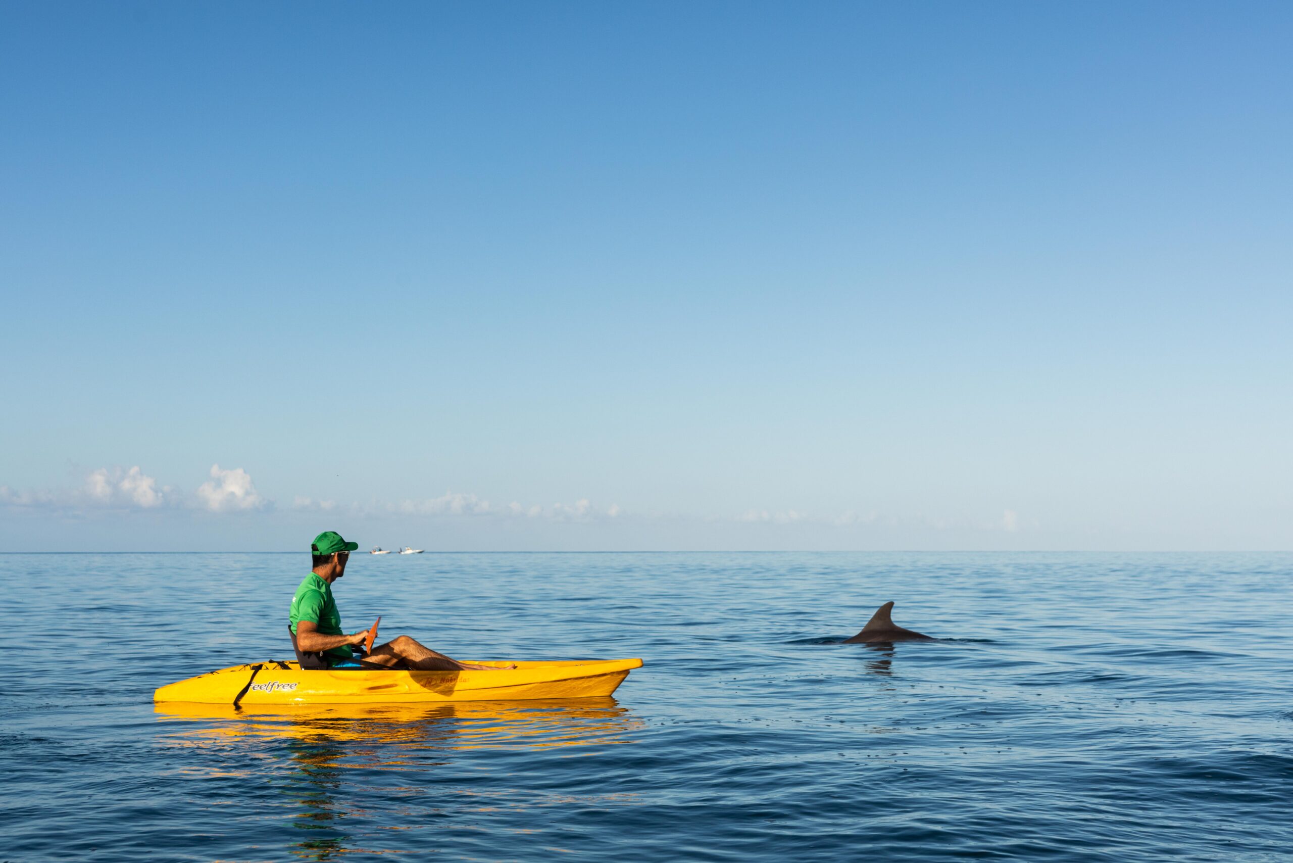 Kayak with Dolphins in the Tamarin Bay - Image 3