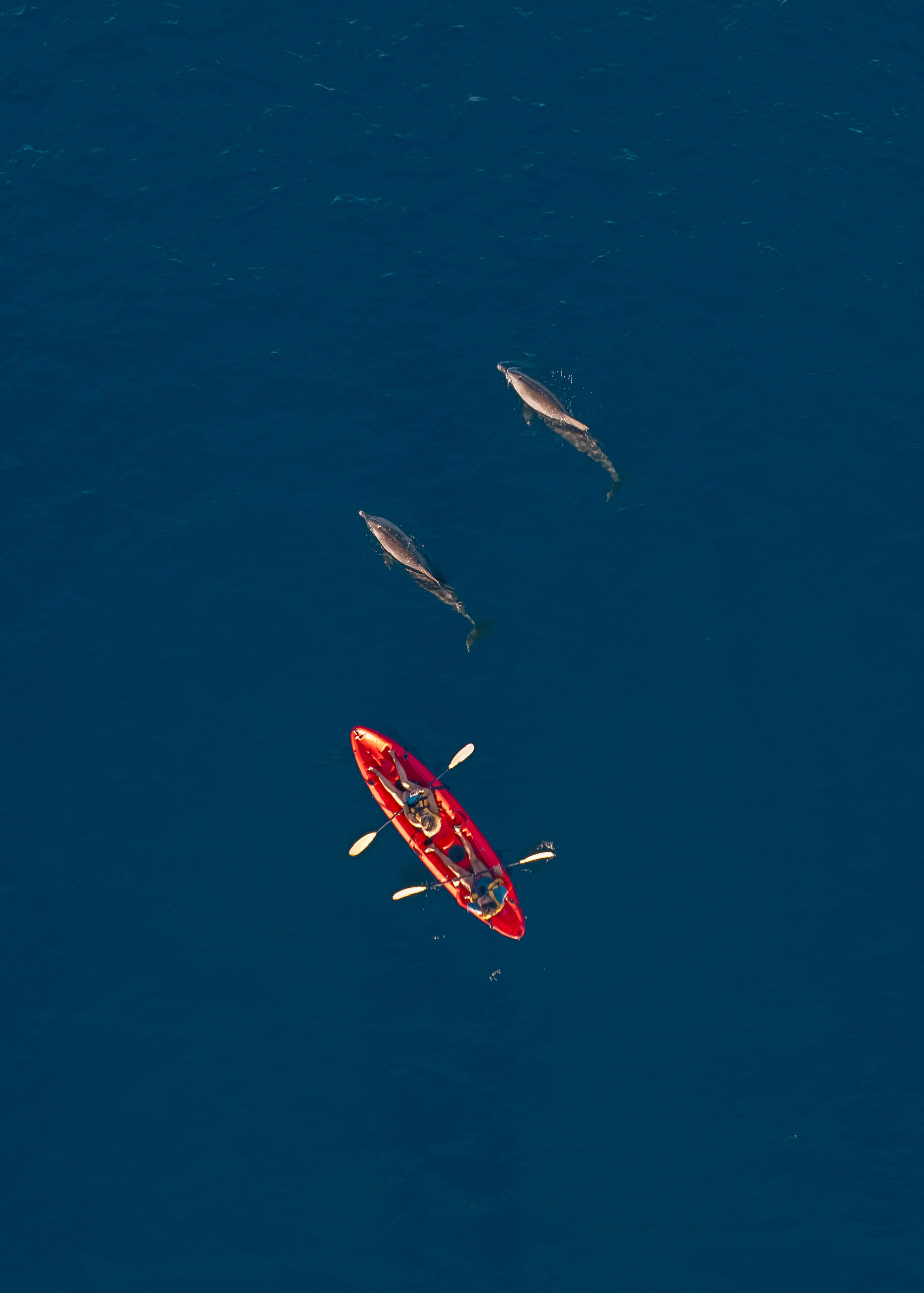 Kayak with Dolphins in the Tamarin Bay - Image 1