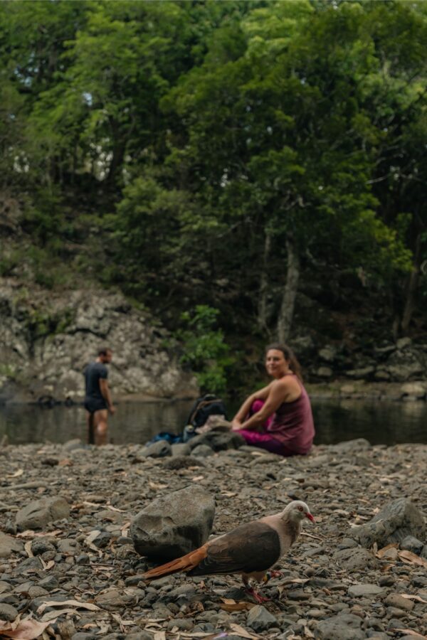Discover the Black-River Gorges - Image 2