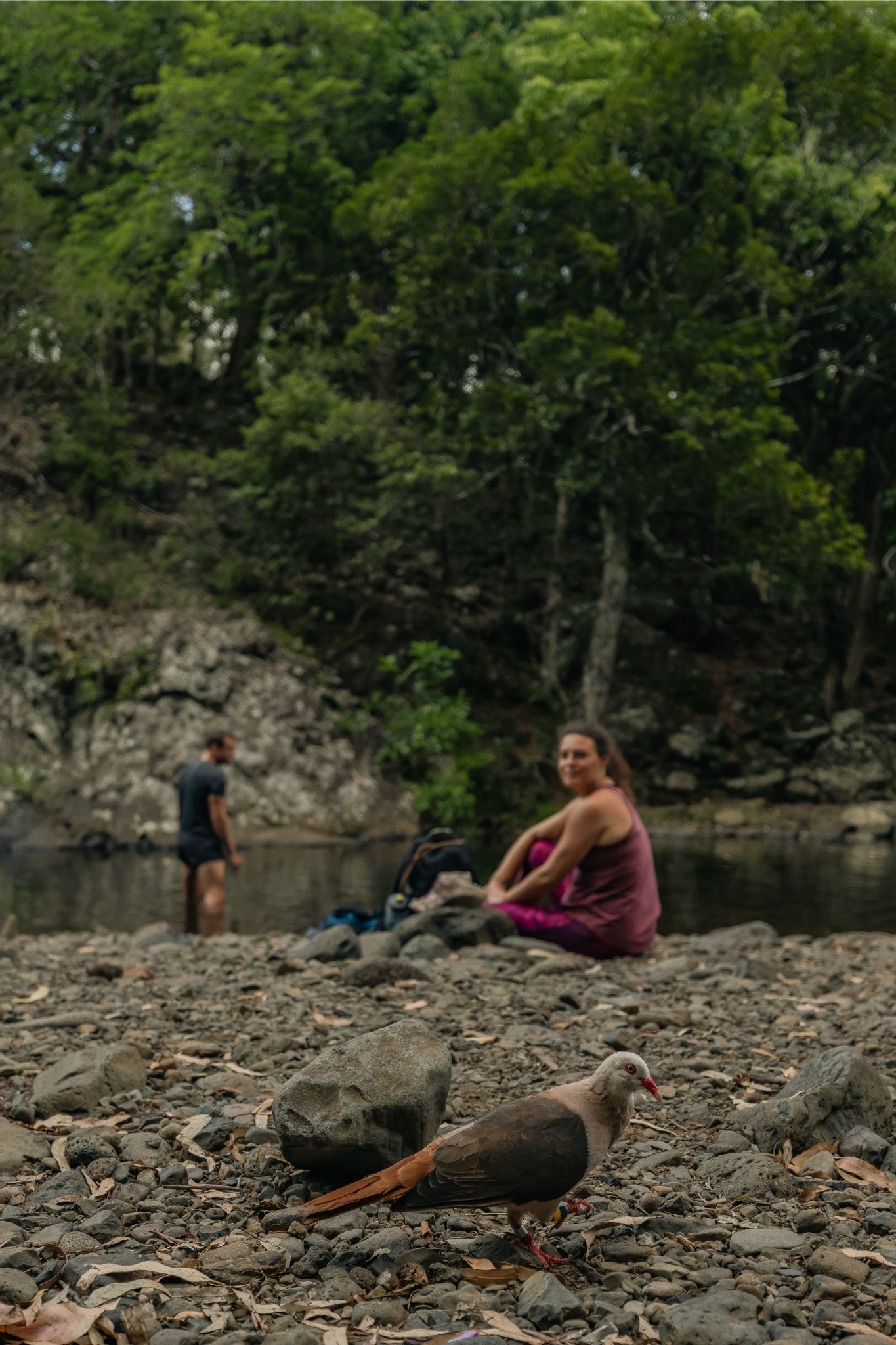 Discover the Black-River Gorges - Image 2