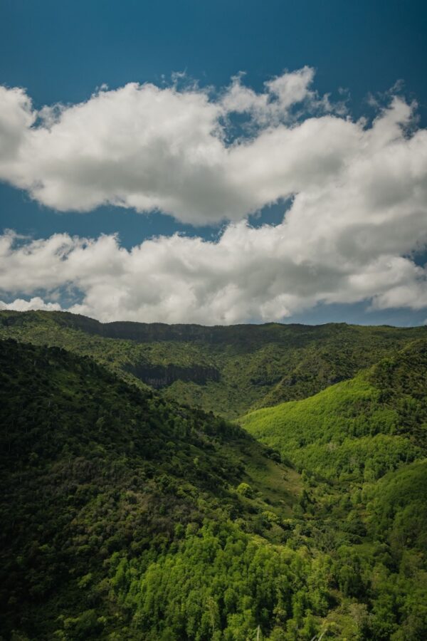 Discover the Black-River Gorges - Image 7