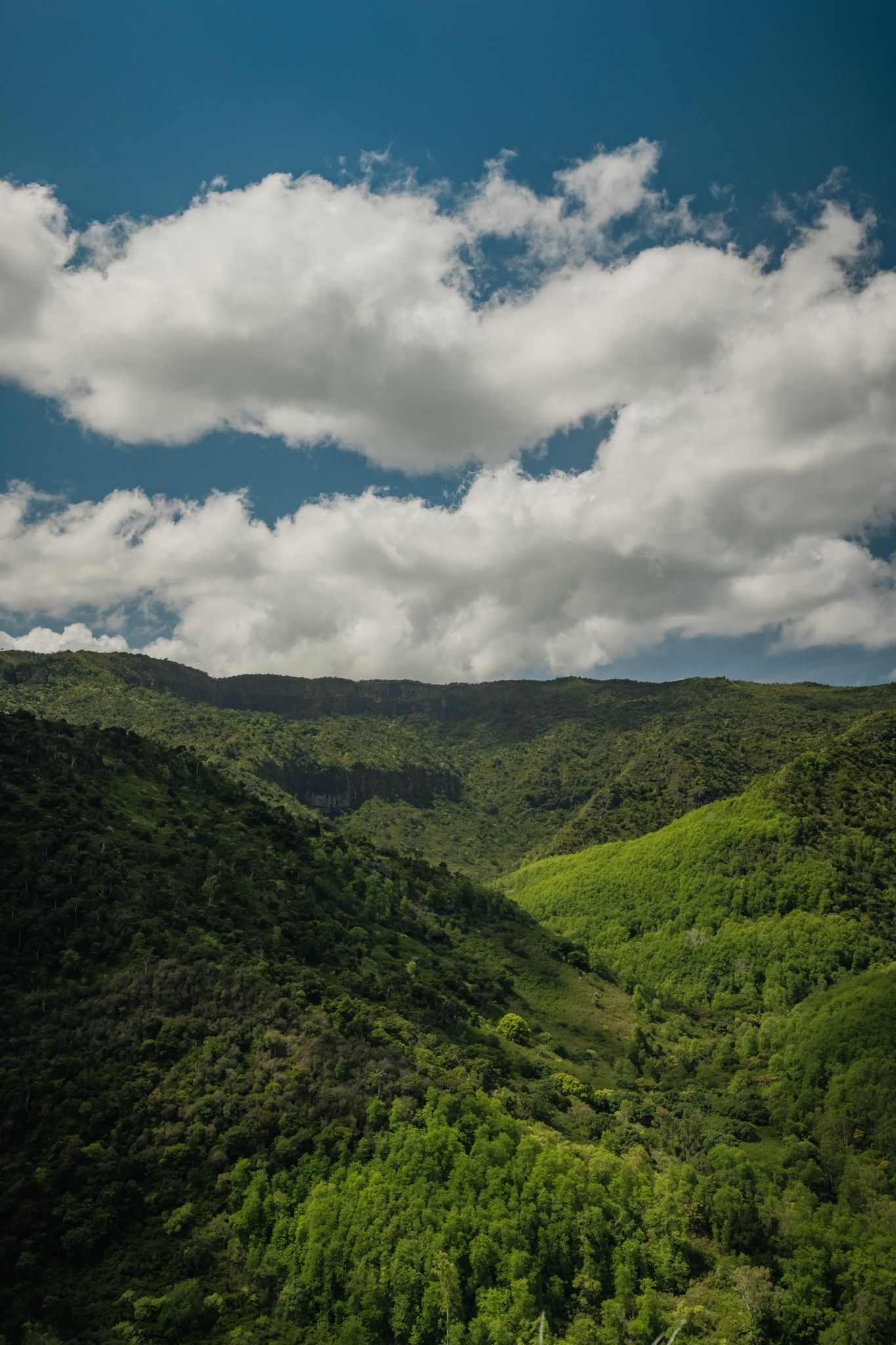 Discover the Black-River Gorges - Image 7