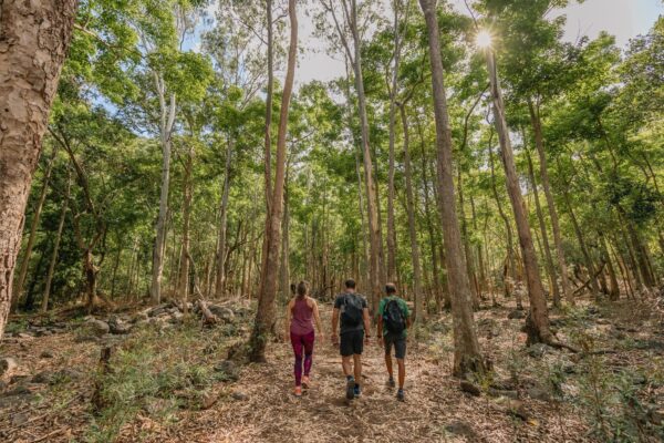 Discover the Black-River Gorges - Image 6