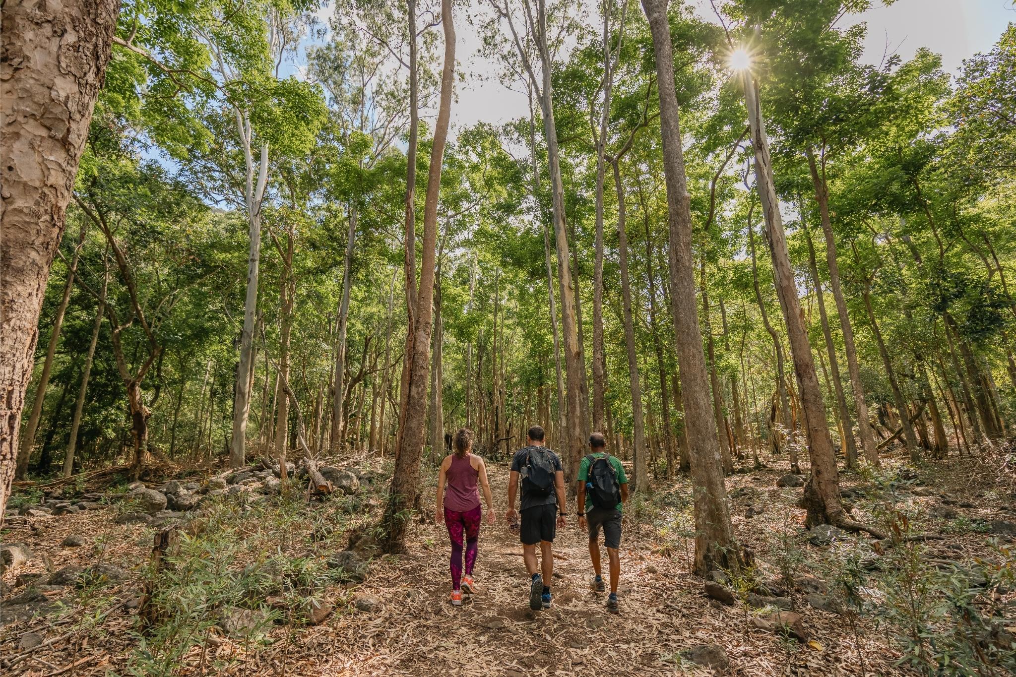 Discover the Black-River Gorges - Image 6