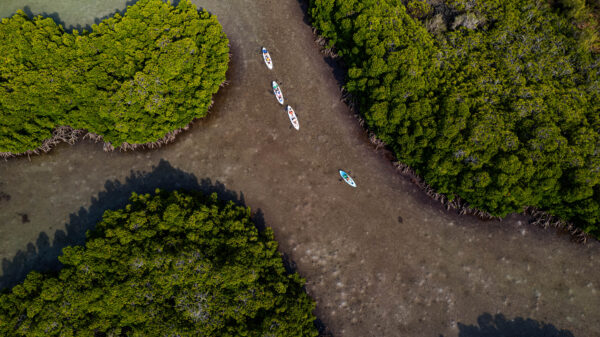 Kayak Adventure to l'Ile Aux Cerfs - Image 3